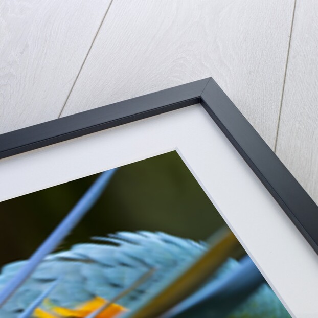 Blue-and-gold Macaws at Zoo Ave Park by Anonymous