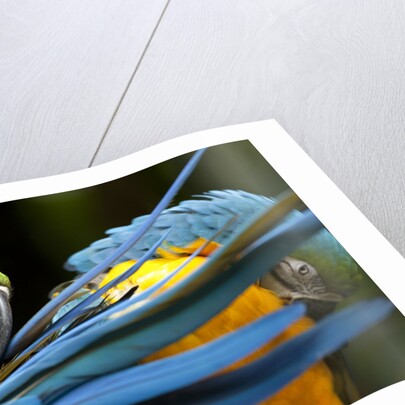 Blue-and-gold Macaws at Zoo Ave Park by Anonymous