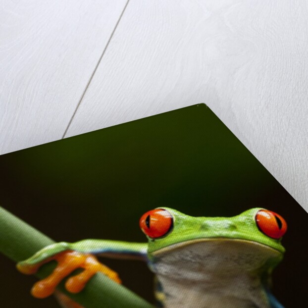 Tree Frog in Costa Rica by Corbis