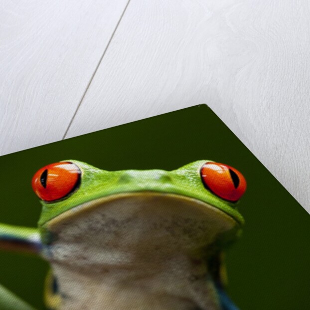 Tree Frog in Costa Rica by Anonymous
