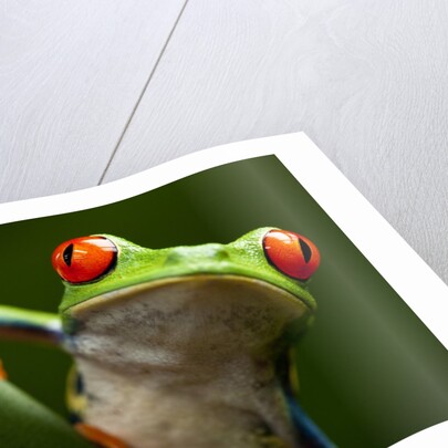 Tree Frog in Costa Rica by Anonymous