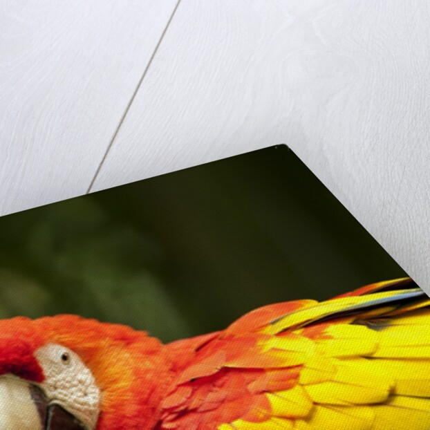 Scarlet Macaws at Zoo Ave Park, Outside San Jose by Anonymous