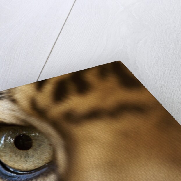 Captive Jaguar at Las Pumas Rescue Shelter by Anonymous