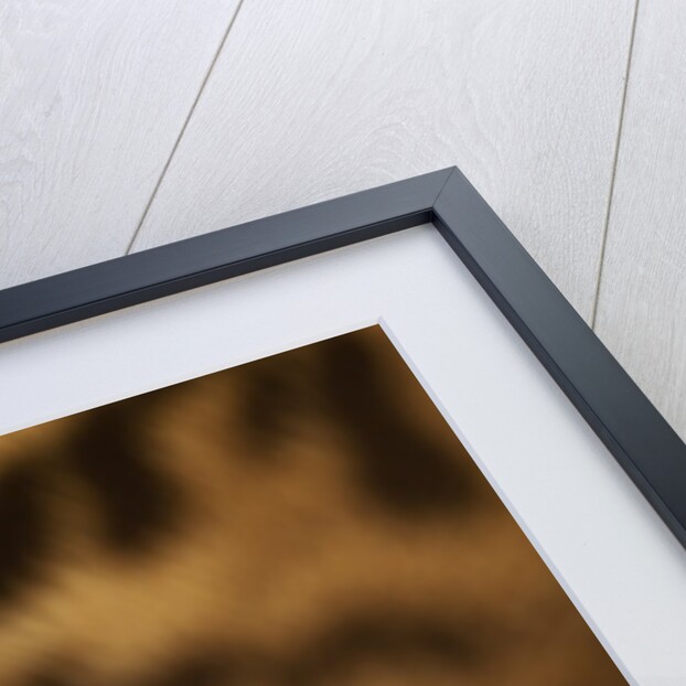 Captive Jaguar at Las Pumas Rescue Shelter by Anonymous