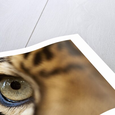 Captive Jaguar at Las Pumas Rescue Shelter by Anonymous