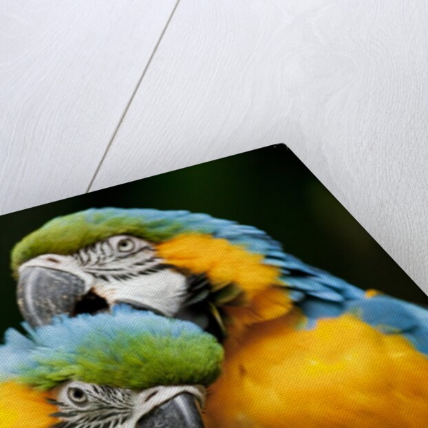 Blue-and-gold Macaws at Zoo Ave Park by Corbis