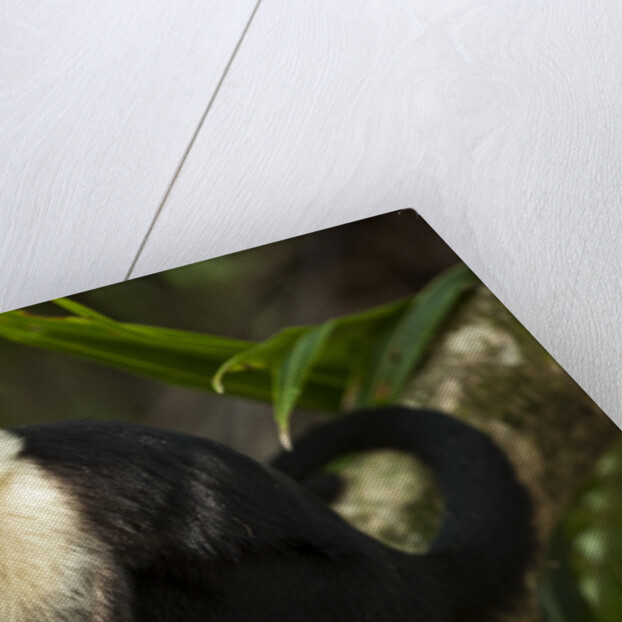 White-Faced Capuchin in a Tree in Manuel Antonio National Park by Anonymous