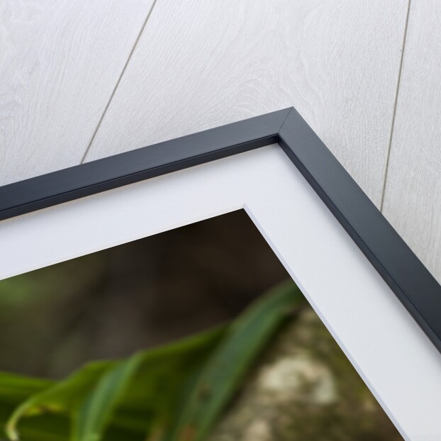 White-Faced Capuchin in a Tree in Manuel Antonio National Park by Anonymous