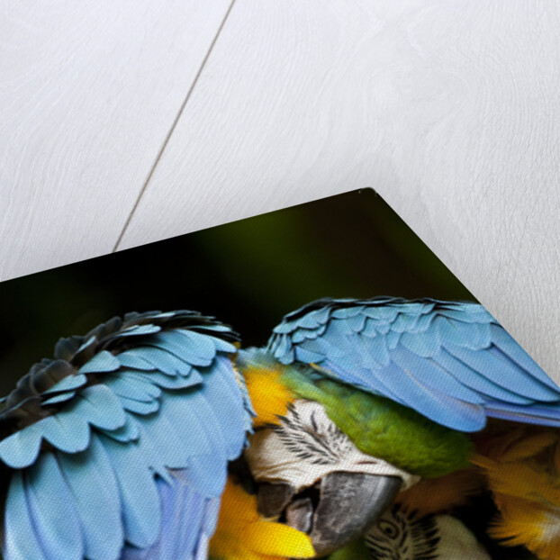 Blue-and-gold Macaws at Zoo Ave Park by Anonymous