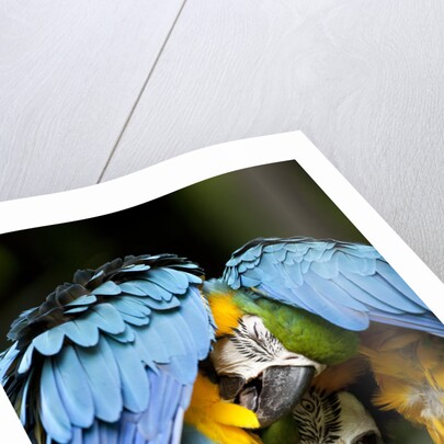 Blue-and-gold Macaws at Zoo Ave Park by Anonymous