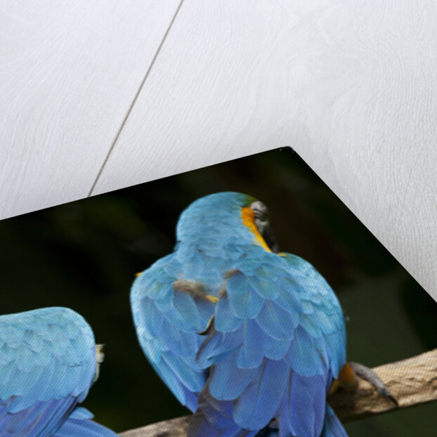Blue-and-gold Macaws at Zoo Ave Park by Anonymous