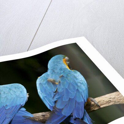 Blue-and-gold Macaws at Zoo Ave Park by Anonymous
