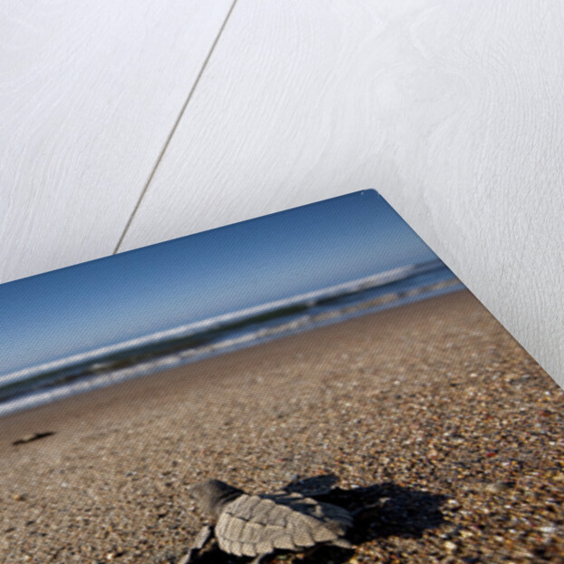 Hatchling Sea Turtle Heads to the Ocean by Anonymous