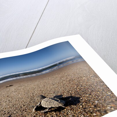 Hatchling Sea Turtle Heads to the Ocean by Anonymous