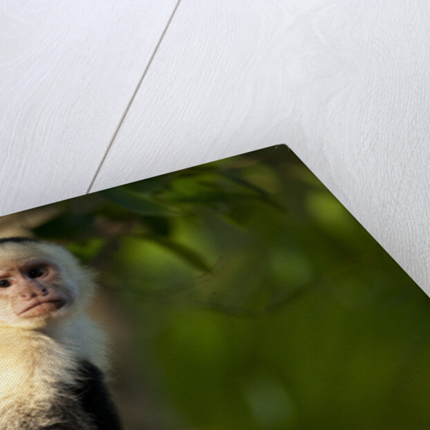 White-Faced Capuchin in a Tree in Manuel Antonio National Park by Anonymous