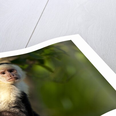 White-Faced Capuchin in a Tree in Manuel Antonio National Park by Anonymous