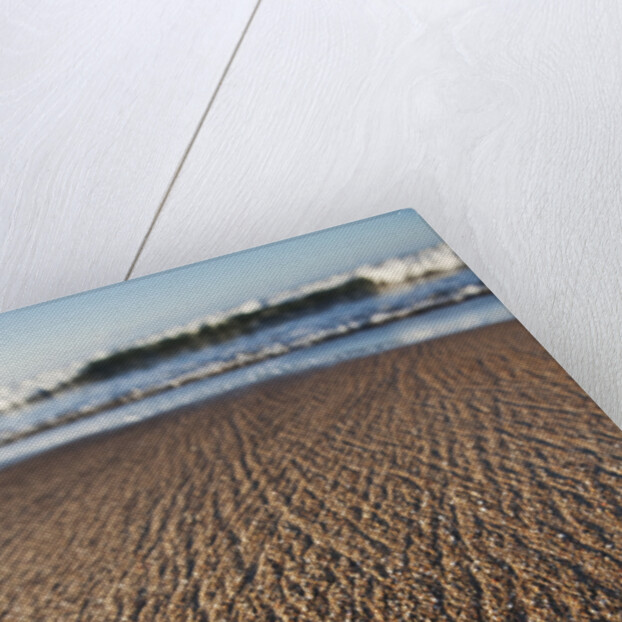 Hatchling Sea Turtle Heads to the Ocean by Anonymous