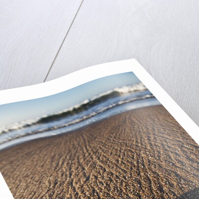 Hatchling Sea Turtle Heads to the Ocean by Anonymous