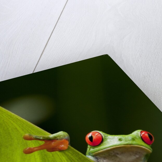 Red-eyed tree frog on leaf by Anonymous