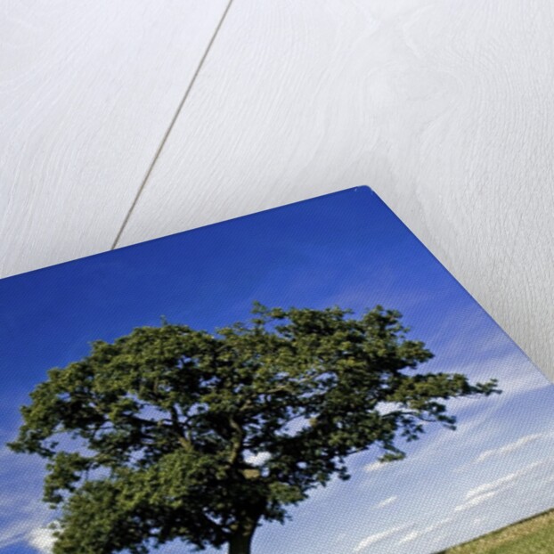 Lone tree at a meadow below a sunny blue sky by Anonymous