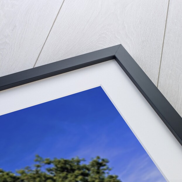 Lone tree at a meadow below a sunny blue sky by Anonymous