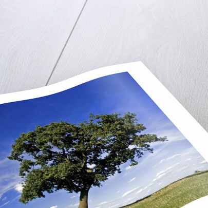 Lone tree at a meadow below a sunny blue sky by Anonymous