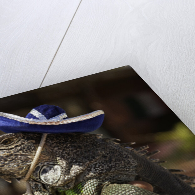 Iguana wearing a sombrero in Cabo San Lucas by Anonymous
