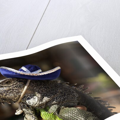 Iguana wearing a sombrero in Cabo San Lucas by Anonymous