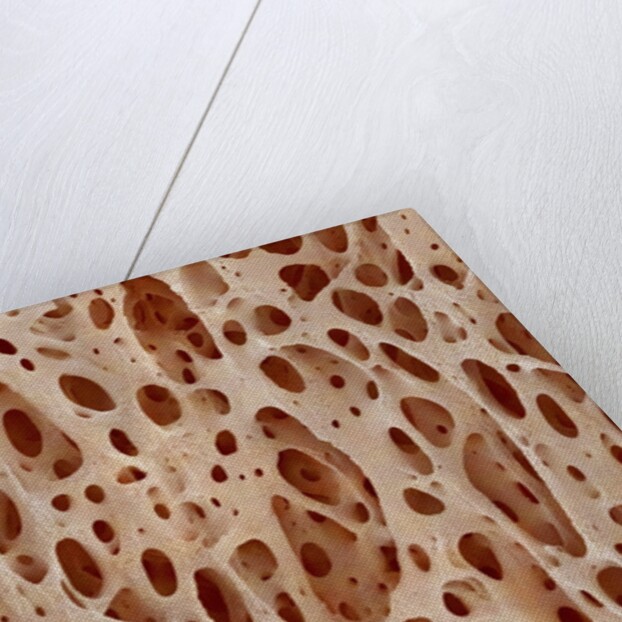 Bone tissue of a hen magnified x25 by Anonymous