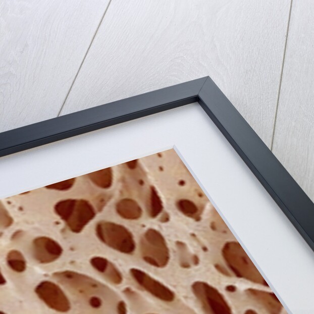 Bone tissue of a hen magnified x25 by Anonymous