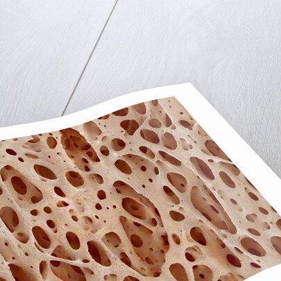 Bone tissue of a hen magnified x25 by Anonymous