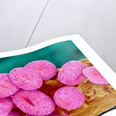 Geranium pollen at a magnification of x400 by Anonymous