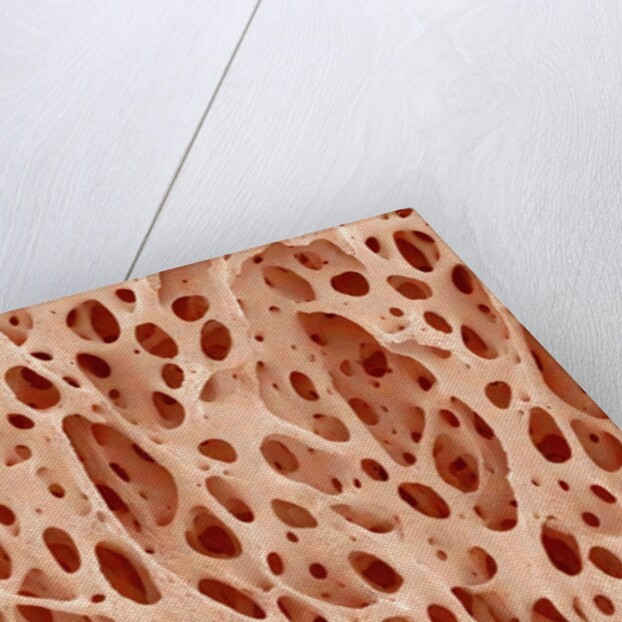 Bone tissue of a hen magnified x25 by Anonymous