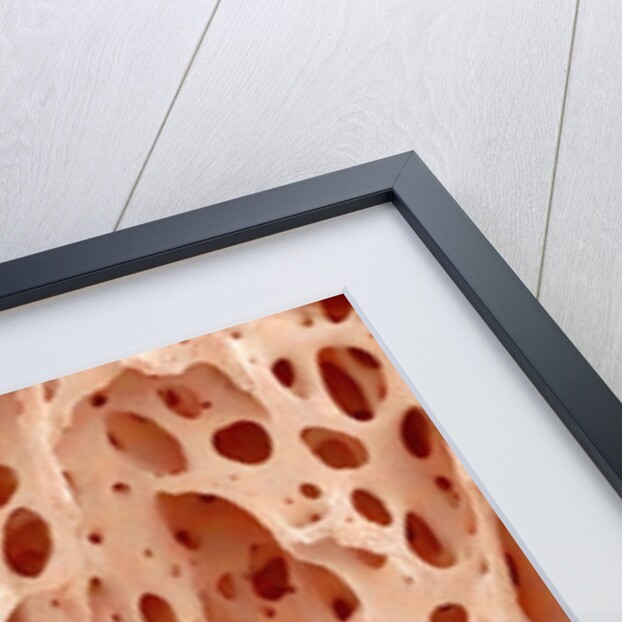 Bone tissue of a hen magnified x25 by Anonymous