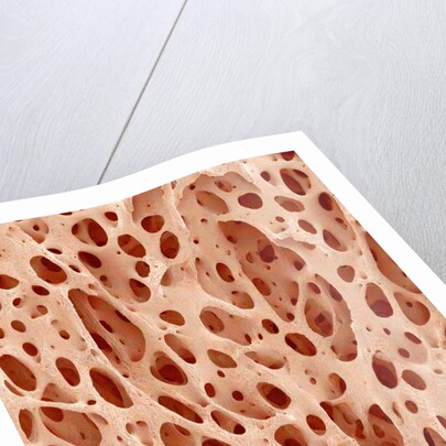 Bone tissue of a hen magnified x25 by Anonymous