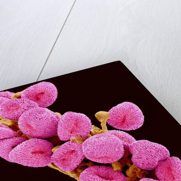 Geranium pollen at a magnification of x300 by Anonymous
