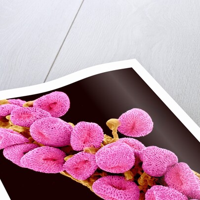 Geranium pollen at a magnification of x300 by Anonymous