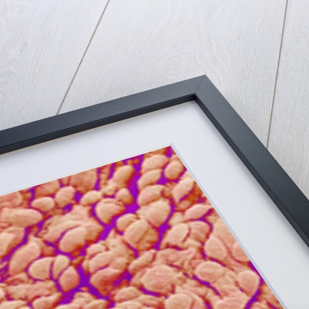 Surface of a valve of a rat heart by Anonymous