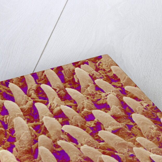 Tongue filiform papillae of a rabbit magnified x300 by Anonymous