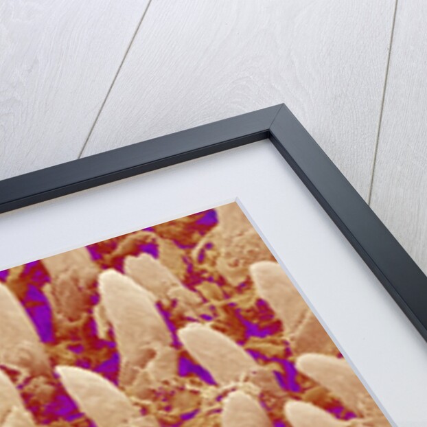 Tongue filiform papillae of a rabbit magnified x300 by Anonymous