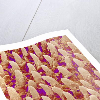 Tongue filiform papillae of a rabbit magnified x300 by Anonymous