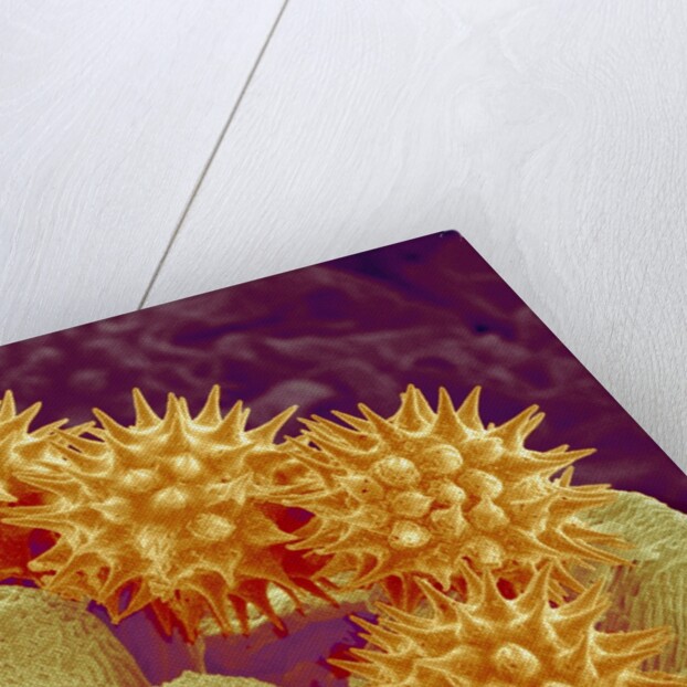Sunflower pollen at a magnification of x1000 by Anonymous