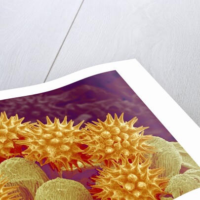 Sunflower pollen at a magnification of x1000 by Anonymous