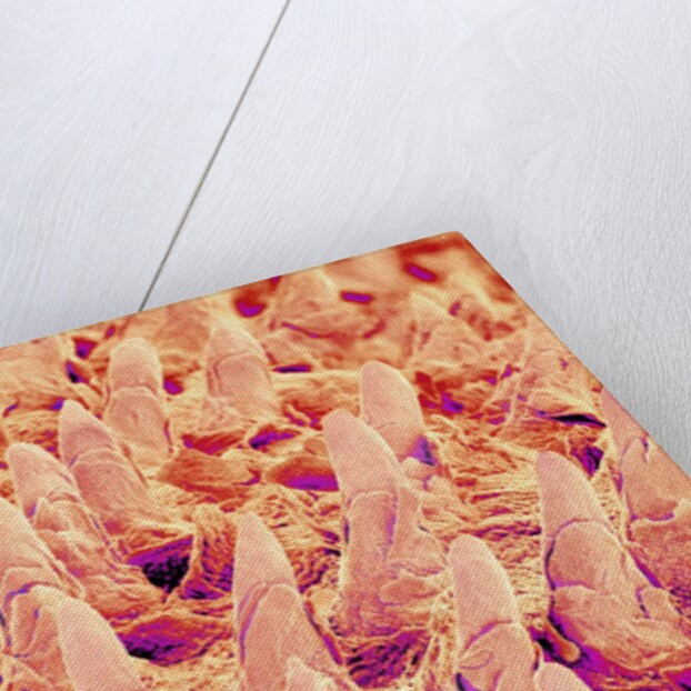 Tongue filiform papillae of a rabbit magnified x300 by Anonymous