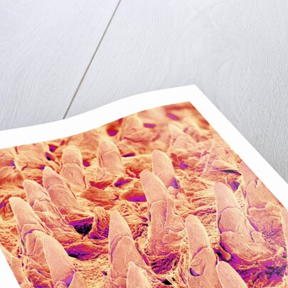 Tongue filiform papillae of a rabbit magnified x300 by Anonymous