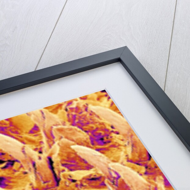 Tongue filiform papillae of a rabbit magnified x300 by Anonymous