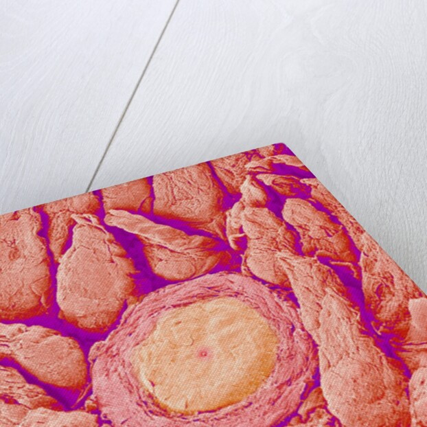 Taste bud cell and tongue filiform papillae of a rabbit magnified x300 by Anonymous