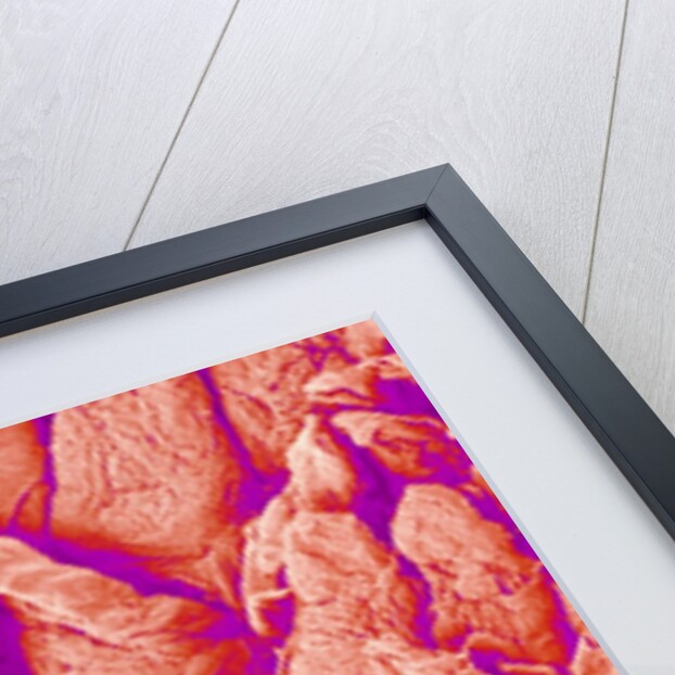 Taste bud cell and tongue filiform papillae of a rabbit magnified x300 by Anonymous