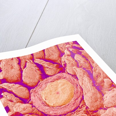 Taste bud cell and tongue filiform papillae of a rabbit magnified x300 by Anonymous