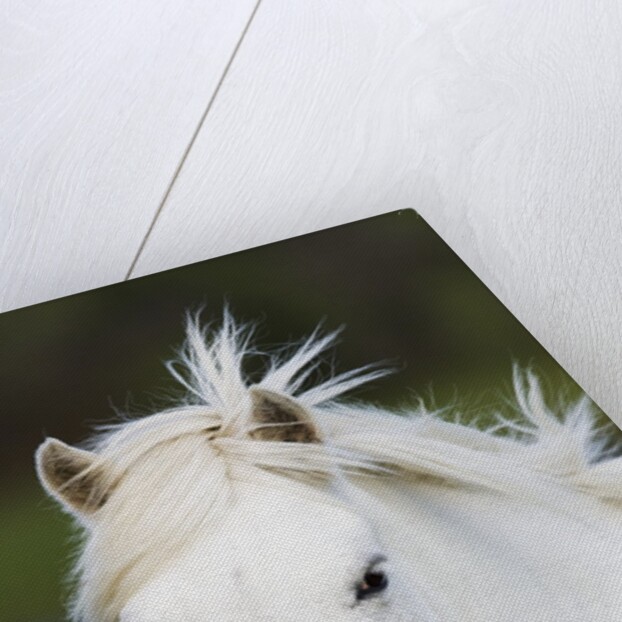 Camargue horse by Anonymous
